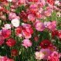POPPY CASCADE POCKET MIX - 90,000 Bulk Seeds Plantations