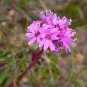 LYCHNIS ALPINE CATCHFLY Lychnis Alpina - 500 Bulk Seeds Plantations