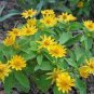 MELAMPODIUM BUTTER DAISY Melampodium Divaricatum - 100 Bulk Seeds Plantations