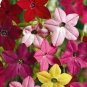 TOBACCO FLOWERING Nicotiana Alata - 5,000 Bulk Seeds Plantations