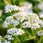 YARROW WHITE Achillea Millefolium - 10,000 Bulk Seeds Plantations