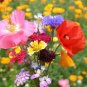 WILDFLOWER MIX EARLY BIRD - 1 Oz Bulk Seeds Plantations