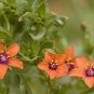 PIMPERNEL SCARLET Anagallis Monelli - 1,000 Bulk Seeds Plantations