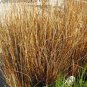 SEDGE WEEPING BROWN Carex Flagellifera - 100 Bulk Seeds Plantations