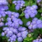 AGERATUM BLUE MINK Ageratum Houstonianum - 2,000 Bulk Seeds Plantations