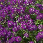 ALYSSUM ORIENTAL NIGHTS Lobularia Maritima - 1,000 Bulk Seeds Plantations