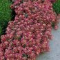 ALYSSUM ROSIE O'DAY Lobularia Maritima - 1,000 Bulk Seeds Plantations