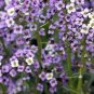 ALYSSUM VIOLET QUEEN Lobularia Maritima - 1,000 Bulk Seeds Plantations