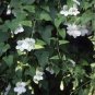 ASARINA CLIMBING SNAPDRAGON WHITE Asarina Scandens - 100 Bulk Seeds Plantations
