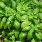 BASIL ITALIAN LARGE LEAF Ocimum Basilicum - 1,000 Bulk Seeds Plantations