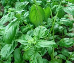 BASIL LETTUCE LEAF Ocimum Basilicum - 1,000 Bulk Seeds Plantations