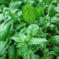 BASIL LETTUCE LEAF Ocimum Basilicum - 1,000 Bulk Seeds Plantations
