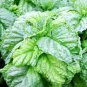 BASIL LETTUCE LEAF Ocimum Basilicum - 1,000 Bulk Seeds Plantations