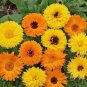 CALENDULA PACIFIC BEAUTY Calendula Officinalis - 2,000 Bulk Seeds Plantations
