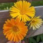 CALENDULA POT MARIGOLD Calendula Officinalis - 5,000 Bulk Seeds Plantations