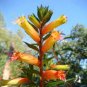 CIGAR PLANT MIXED COLORS Cuphea Ignea Coan - 200 Bulk Seeds Plantations