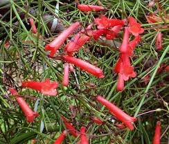 CIGAR PLANT ROSE Cuphea Ignea Coan - 200 Bulk Seeds Plantations