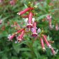 CIGAR PLANT ROSE Cuphea Ignea Coan - 200 Bulk Seeds Plantations