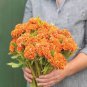 COCKSCOMB ORANGE DWARF Celosia Cristata Nana Jessica - 200 Bulk Seeds Plantations