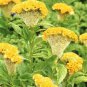 COCKSCOMB YELLOW DWARF Celosia Cristata Nana Jessica - 200 Bulk Seeds Plantations