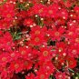 COREOPSIS RED DWARF Coreopsis Tinctoria - 10,000 Bulk Seeds Plantations