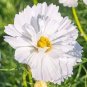 COSMOS PSYCHE WHITE Cosmos Bipinnatus - 1,000 Bulk Seeds Plantations