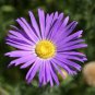 DAISY TAHOKA PRAIRIE ASTER Machaeranthera Tanacetifolia - 1,000 Bulk Seeds Plantations