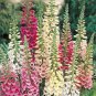 FOXGLOVE EXCELSIOR MIX Digitalis Purpurea - 75,000 Bulk Seeds Plantations