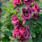 HOLLYHOCK QUEENY PURPLE DOUBLE Alcea Rosea - 75 Bulk Seeds Plantations