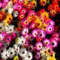 ICE PLANT MIX Dorotheanthus Bellidiformis - 1,000 Bulk Seeds Plantations