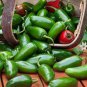 PEPPER HOT EARLY JALAPENO ORGANIC Capsicum Annuum - 50 Bulk Seeds Plantations