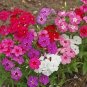 PHLOX MIXED COLORS Phlox Drummondii - 1,000 Bulk Seeds Plantations