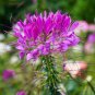 SPIDER FLOWER VIOLET QUEEN Cleome Hasslerianai - 100 Bulk Seeds Plantations