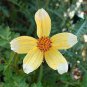 BUR MARIGOLD Bidens Aurea - 500 Bulk Seeds Plantations