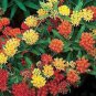 BUTTERFLY WEED GAY BUTTERFLIES Asclepias Tuberosa - 50 Bulk Seeds Plantations