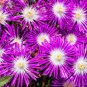 ICE PLANT PURPLE STARDUST Delosperma Floribunda - 200 Bulk Seeds Plantations