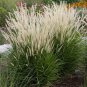 FOUNTAIN GRASS ORIENTAL Pennisetum Orientale - 50 Bulk Seeds Plantations