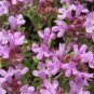 CREEPING THYME GROUND COVER Thymus Serpyllum - 35,000 Bulk Seeds Plantations