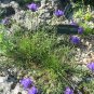 GRASSY BELLS BLUE Edraianthus Tenuifolius - 250 Bulk Seeds Plantations