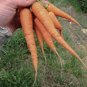 CARROT DENVERS Daucus Carota - 10,000 Bulk Seeds Plantations