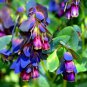 HONEYWORT Cerinthe Major Purpurascens - 100 Bulk Seeds Plantations