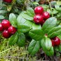 LINGONBERRY Vaccinium Vitis-idaea - 250 Bulk Seeds Plantations