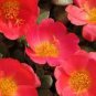 PURSLANE TOUCAN SCARLET SHADES Portulaca Oleracea - 50 Bulk Seeds Plantations