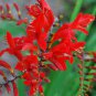 Crocosmia Zigzag Crocosmia Paniculata Hybrida - 50 Bulk Seeds Plantations
