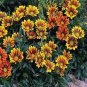 GAZANIA KISS GOLDEN FLAME Gazania Rigens - 200 Bulk Seeds Plantations