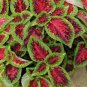 COLEUS VERSA WATERMELON Solenostemon Scutellarioides - 40 Bulk Seeds Plantations