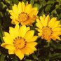 GAZANIA GARDEN LEADER MIXED COLORS Gazania Rigens - 200 Bulk Seeds Plantations