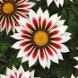 GAZANIA GARDEN LEADER ROSE STRIPED Gazania Rigens - 200 Bulk Seeds Plantations
