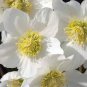 CHRISTMAS ROSE Helleborus Niger - 100 Bulk Seeds Plantations