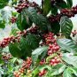 COFFEE ARABIAN Coffea Arabica Nana - 100 Bulk Seeds Plantations